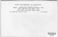 Melampsora medusae image